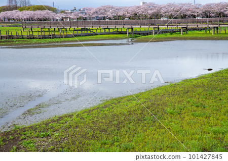 Cherry blossoms in full bloom Spring landscape by Lake Isanuma 101427845