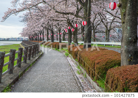 Cherry blossoms in full bloom Spring landscape by Lake Isanuma 101427875