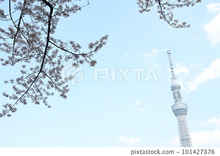 Cherry blossoms and sky tree ③ 101427876