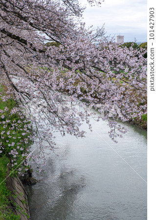 Cherry blossoms in full bloom Spring landscape by Lake Isanuma Cherry blossoms in full bloom Spring landscape by Lake Isanuma 101427903