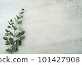 桉樹背景材料 101427908