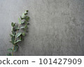 桉樹背景材料灰色 101427909
