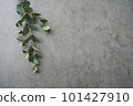 桉樹背景材料灰色 101427910