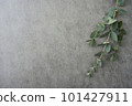 桉樹背景材料灰色 101427911