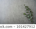 桉樹背景材料灰色 101427912