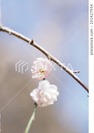 淺粉色梅花 101427934