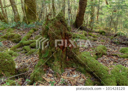 （山梨縣）神秘森林中青木原樹海的絕景 101428120