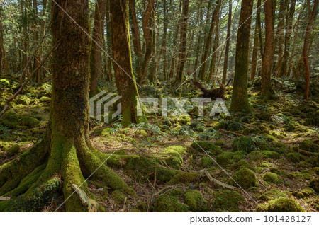 (山梨縣)神秘森林中青木原樹海的絕景 (山梨縣)神秘森林中青木原樹海的絕景 101428127