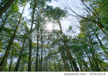 (山梨縣)神秘森林中青木原樹海的絕景 (山梨縣)神秘森林中青木原樹海的絕景 101428128