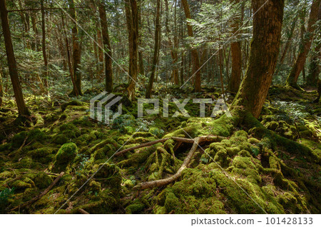 （山梨縣）神秘森林中青木原樹海的絕景 101428133