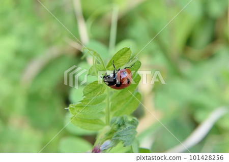 Ladybird ladybird Ladybird ladybird 101428256