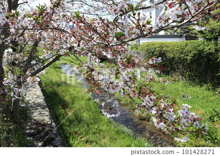 Spring scenery of Yamaguchi Ichinosaka River with leaf cherry blossoms 101428271