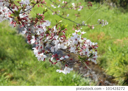 Spring scenery of Yamaguchi Ichinosaka River with leaf cherry blossoms 101428272
