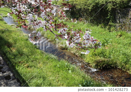 山口一之坂川的春景,葉櫻花盛開 山口一之坂川的春景,葉櫻花盛開 101428273