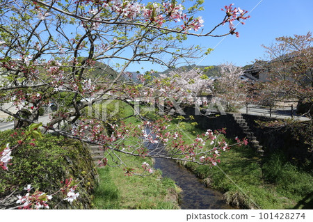 Spring scenery of Yamaguchi Ichinosaka River with leaf cherry blossoms Spring scenery of Yamaguchi Ichinosaka River with leaf cherry blossoms 101428274
