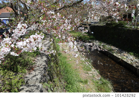 Spring scenery of Yamaguchi Ichinosaka River with leaf cherry blossoms 101428292