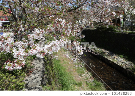 Spring scenery of Yamaguchi Ichinosaka River with leaf cherry blossoms 101428293