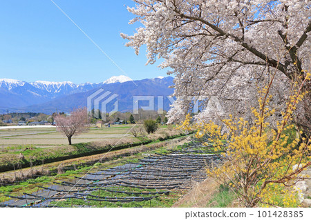 櫻花盛開的安曇野穗高川芥末園的春天 櫻花盛開的安曇野穗高川芥末園的春天 101428385