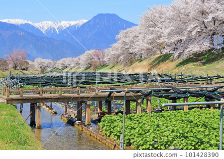 櫻花盛開的安曇野穗高川芥末園的春天 櫻花盛開的安曇野穗高川芥末園的春天 101428390