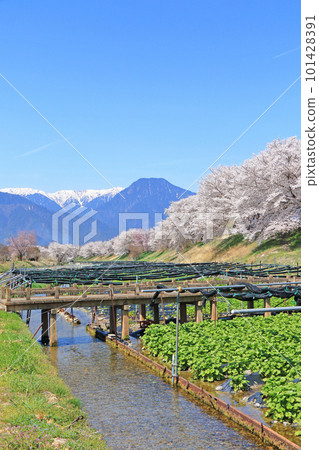 櫻花盛開的安曇野穗高川芥末園的春天 101428391