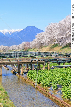 櫻花盛開的安曇野穗高川芥末園的春天 101428392