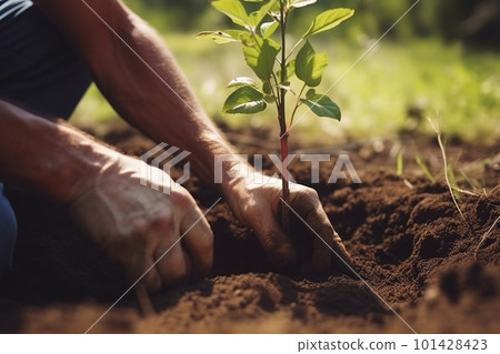 Person planting young tree, closeup on hands and plant, blurred background. Generative AI Person planting young tree, closeup on hands and plant, blurred background. Generative AI 101428423