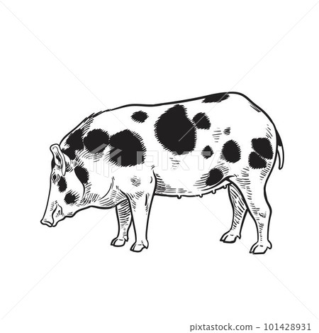 pig pig 101428931