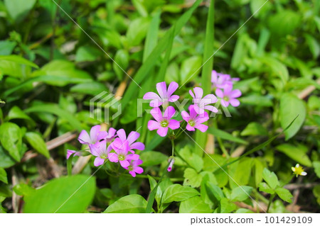 Weeds of Okinawa blooming in spring Purple oxalis Weeds of Okinawa blooming in spring Purple oxalis 101429109