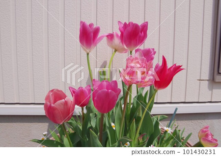 Tulips bloomed Tulips bloomed 101430231