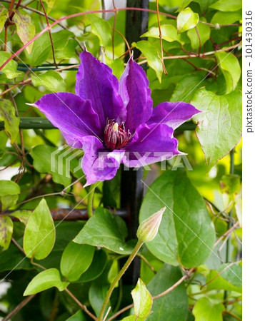 鐵線蓮花 101430316