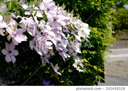 Light purple clematis flowers Light purple clematis flowers 101430329
