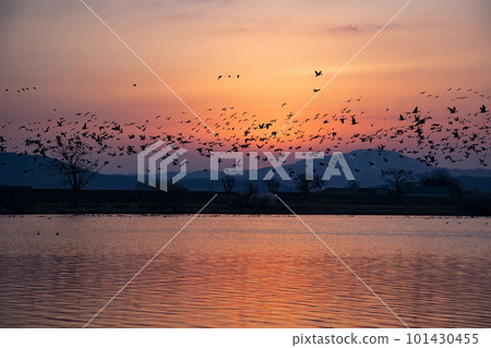 White-fronted geese dyed in the morning glow 101430455
