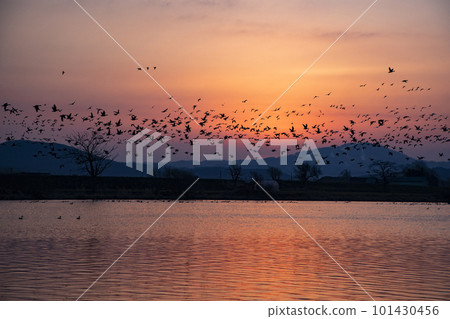 White-fronted geese dyed in the morning glow 101430456