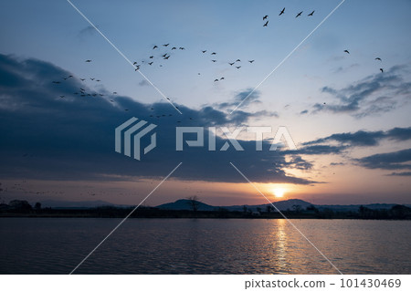 染上朝霞的白額雁 染上朝霞的白額雁 101430469