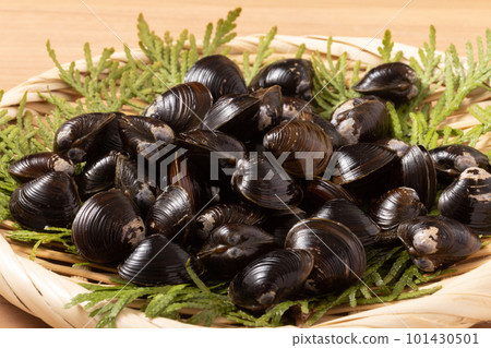 Yamato Clams from Aomori Prefecture Jusanko Yamato Clams from Aomori Prefecture Jusanko 101430501