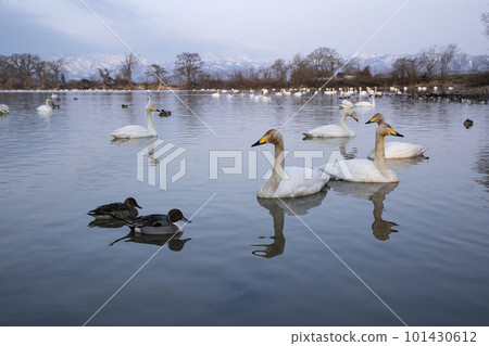 Swans with swans 101430612