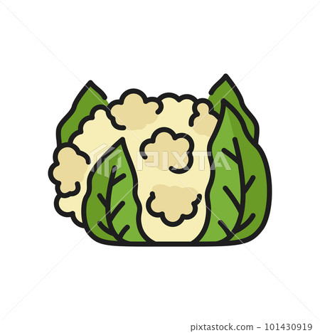 Cauliflower cabbage veggie raw food color thin line icon. Vector white cauliflower, vegetarian food, healthy vegetable. Brassica oleracea head with leaves Cauliflower cabbage veggie raw food color thin line icon. Vector white cauliflower, vegetarian food, healthy vegetable. Brassica oleracea head with leaves 101430919