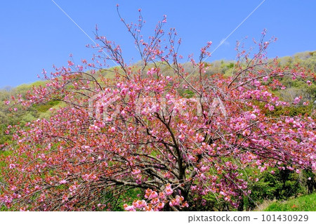 白見台櫻花園 101430929