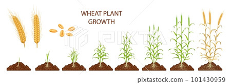 Wheat growth stages, vector life cycle of cereals, agriculture crop plant. Wheat seedlings and sprouts with green leaves, stems and roots, ripe seeds, ears and grains, organic farm food product 101430959