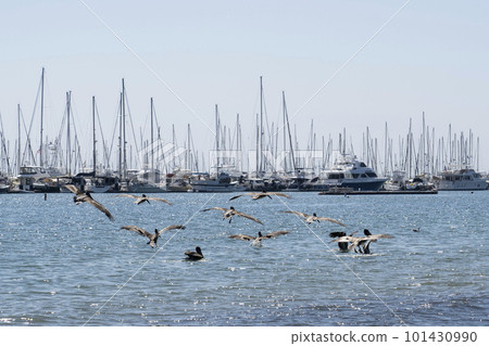 Flying Pelicans 101430990