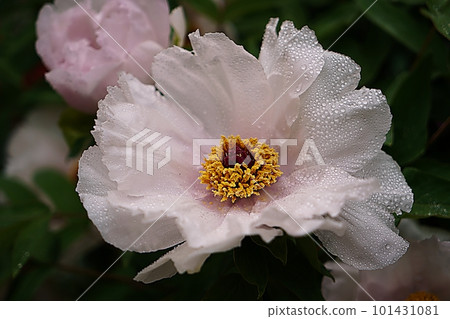 beautiful peony 101431081