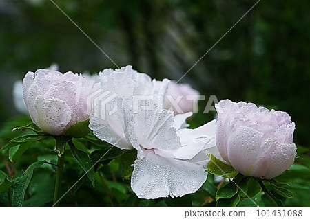 beautiful peony beautiful peony 101431088