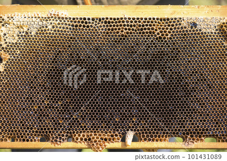 Honey in a hive frame with a queen bee pedestal removed from a bee hive Honey in a hive frame with a queen bee pedestal removed from a bee hive 101431089