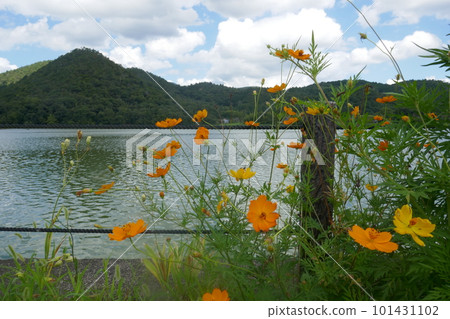 廣澤池塘和黃色波斯菊 101431102