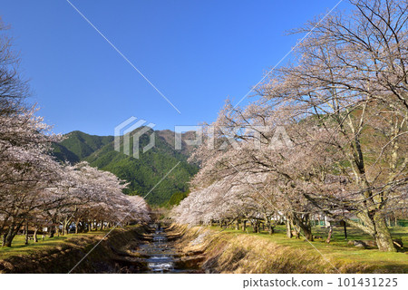 丹波倉町河堤沿岸的一排櫻花樹 101431225