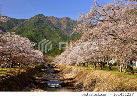 丹波倉町河堤沿岸的一排櫻花樹 101431227