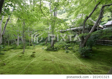 Green leaves of Gio-ji Temple 101431323