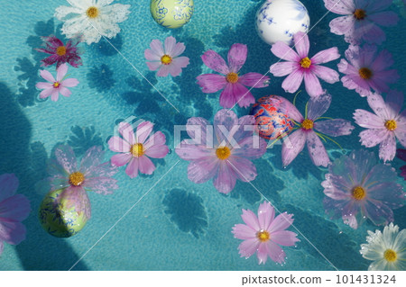 cosmos flower floating in water 101431324
