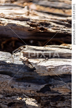 A close-up photo of a decaying tree A close-up photo of a decaying tree 101431841