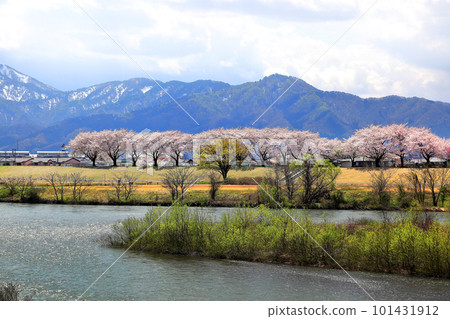 Akagawa 櫻花樹 春天 Cheerful 101431912